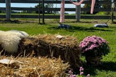 Freie Trauung Garten Hochzeit